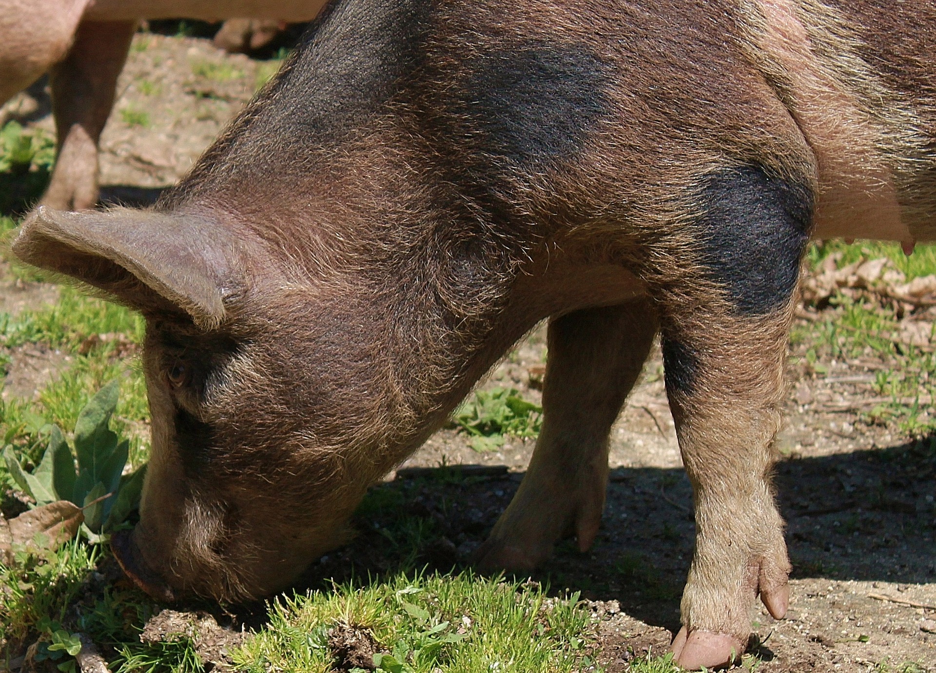 Lures for Australian Feral Pigs