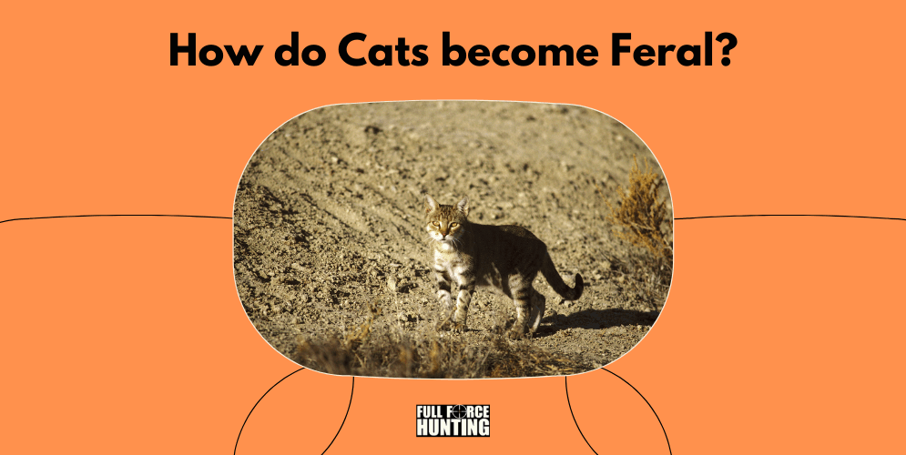How do cats become feral - Full Force Hunting Australia