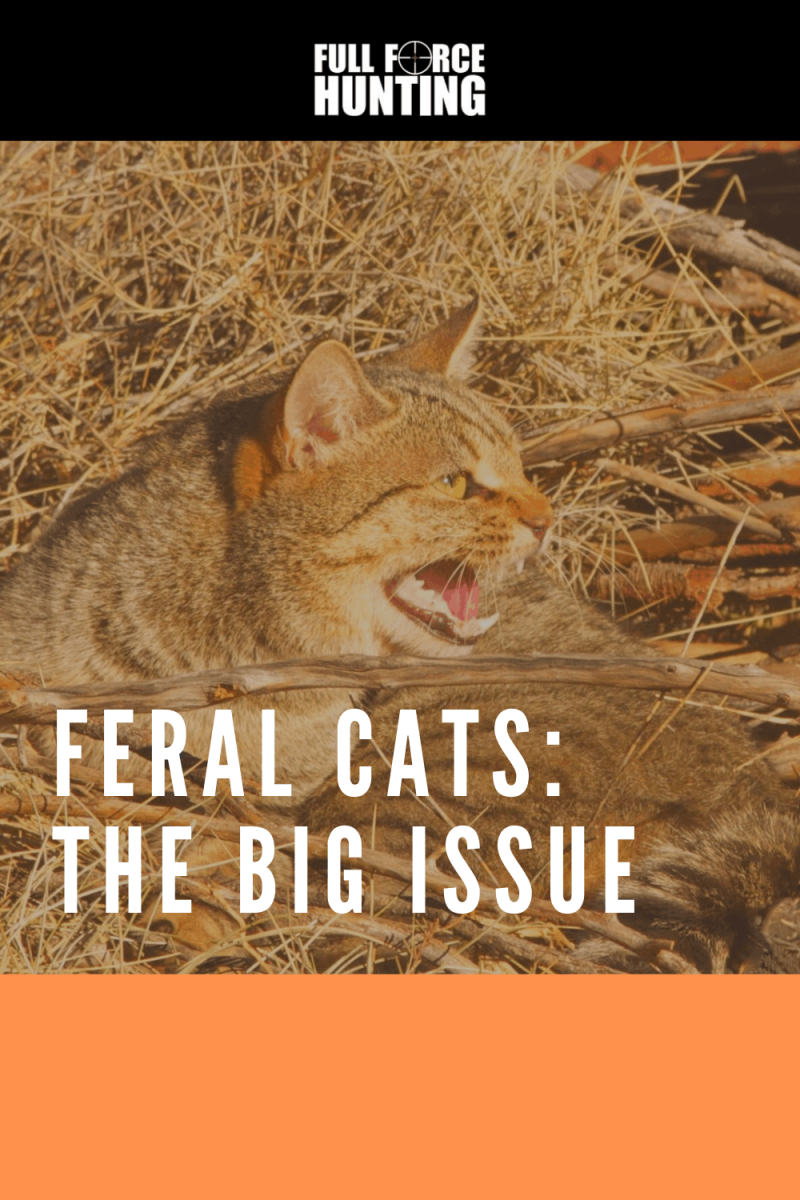 Feral Cats - The Big Issue - Full Force Hunting Australia