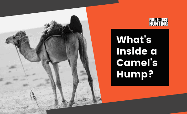 What's Inside a Camel's Hump? - Full Force Hunting