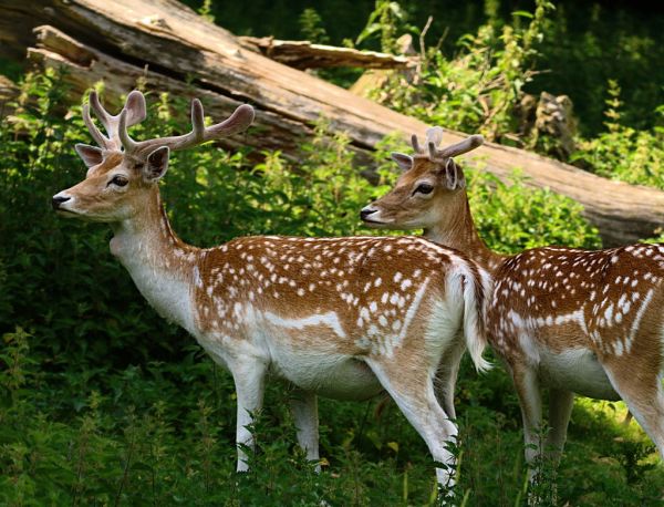 Hunting fallow deer in Australia